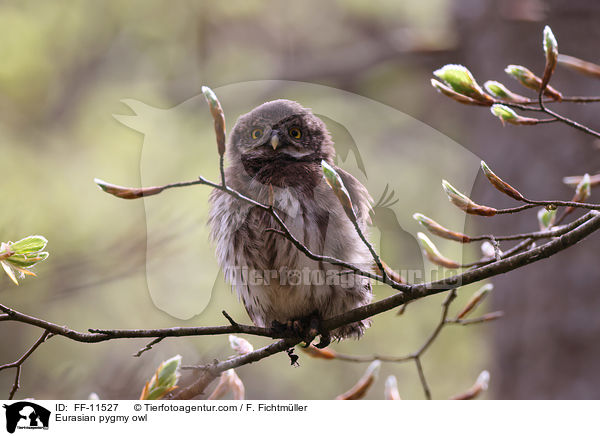 Sperlingskauz / Eurasian pygmy owl / FF-11527
