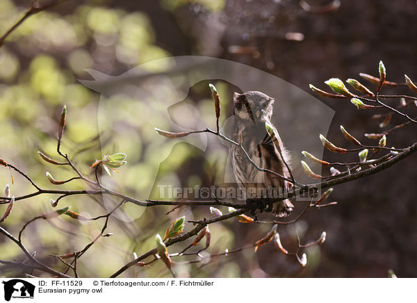 Sperlingskauz / Eurasian pygmy owl / FF-11529