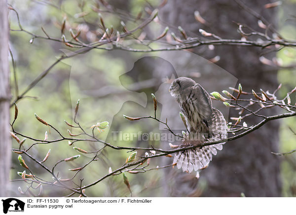 Sperlingskauz / Eurasian pygmy owl / FF-11530