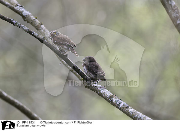 Sperlingskuze / Eurasian pygmy owls / FF-11531