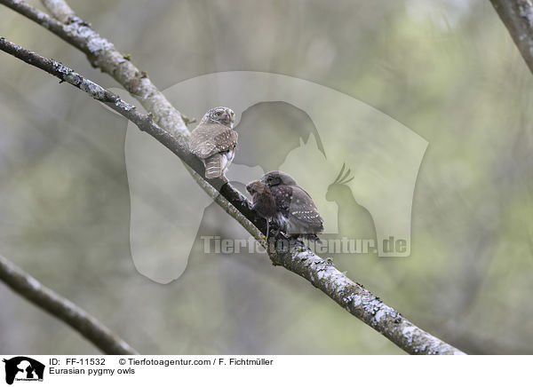 Sperlingskuze / Eurasian pygmy owls / FF-11532