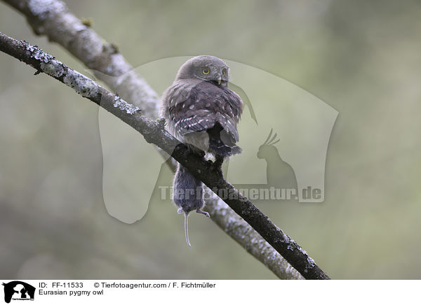 Sperlingskauz / Eurasian pygmy owl / FF-11533