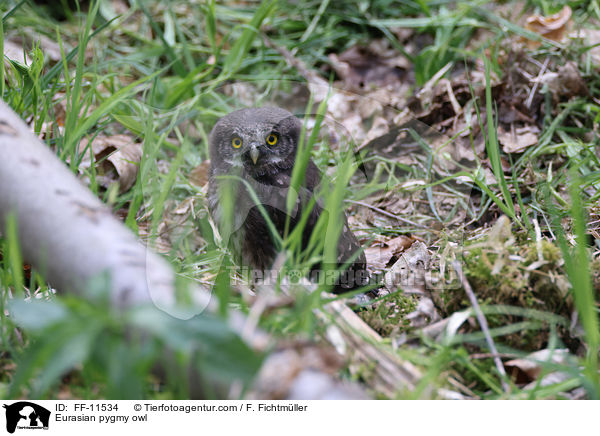 Sperlingskauz / Eurasian pygmy owl / FF-11534