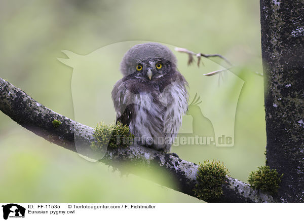 Sperlingskauz / Eurasian pygmy owl / FF-11535