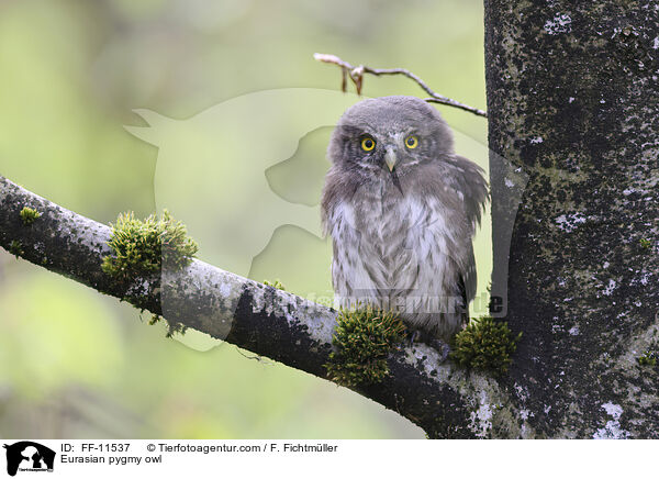 Sperlingskauz / Eurasian pygmy owl / FF-11537