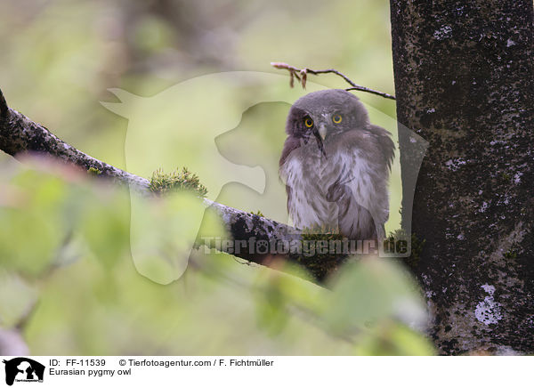 Sperlingskauz / Eurasian pygmy owl / FF-11539