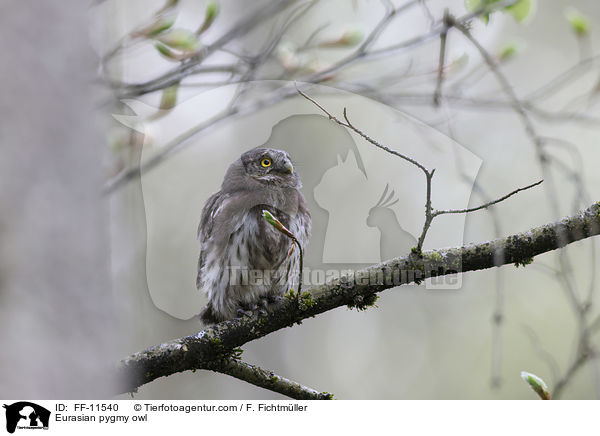 Sperlingskauz / Eurasian pygmy owl / FF-11540