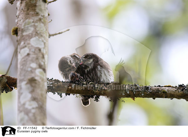 Sperlingskuze / Eurasian pygmy owls / FF-11542