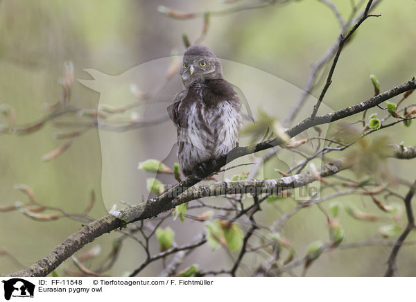 Sperlingskauz / Eurasian pygmy owl / FF-11548