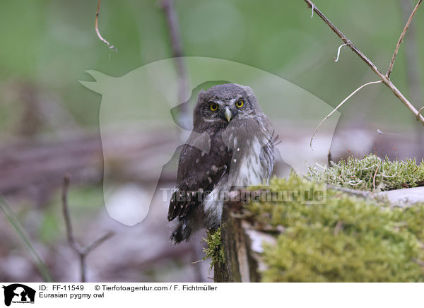 Sperlingskauz / Eurasian pygmy owl / FF-11549