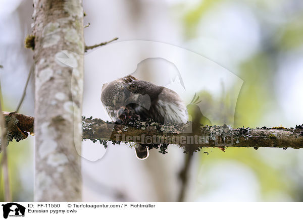 Sperlingskuze / Eurasian pygmy owls / FF-11550