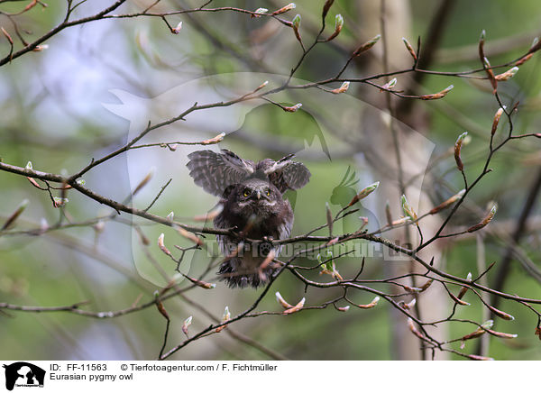 Sperlingskauz / Eurasian pygmy owl / FF-11563