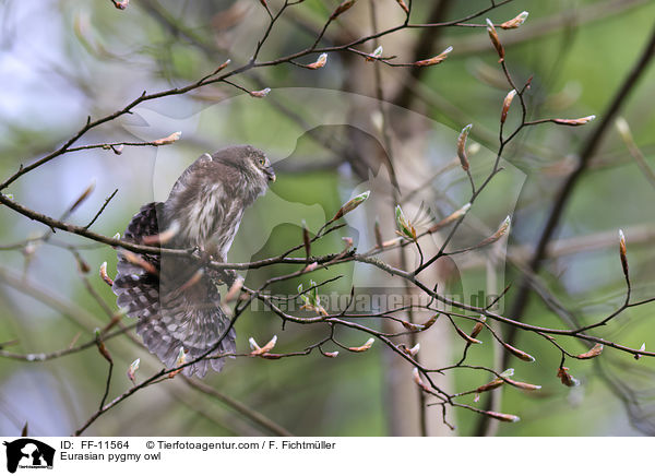 Sperlingskauz / Eurasian pygmy owl / FF-11564