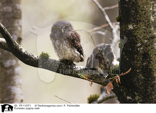 Sperlingskuze / Eurasian pygmy owls / FF-11571