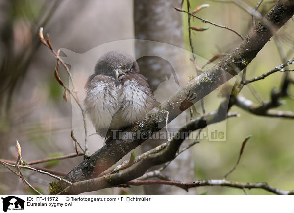 Sperlingskauz / Eurasian pygmy owl / FF-11572