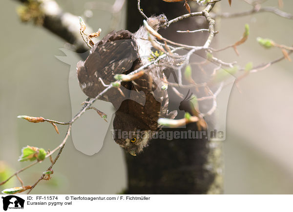 Sperlingskauz / Eurasian pygmy owl / FF-11574