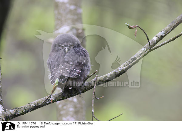 Sperlingskauz / Eurasian pygmy owl / FF-11576