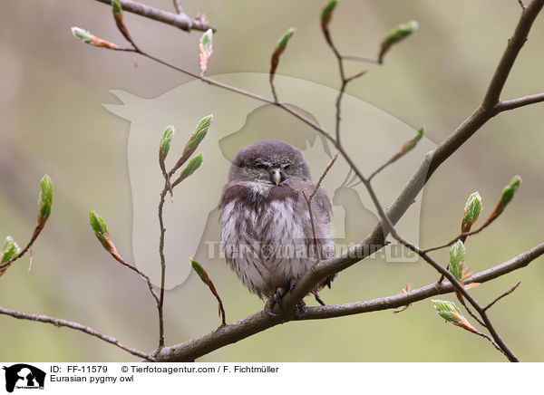 Sperlingskauz / Eurasian pygmy owl / FF-11579