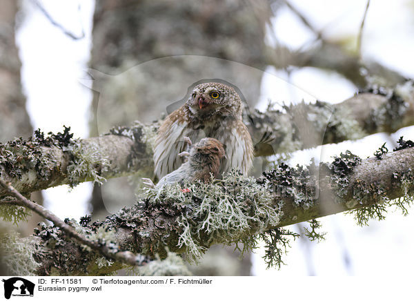 Sperlingskauz / Eurasian pygmy owl / FF-11581