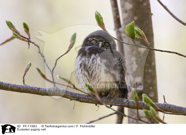 Sperlingskauz / Eurasian pygmy owl / FF-11583