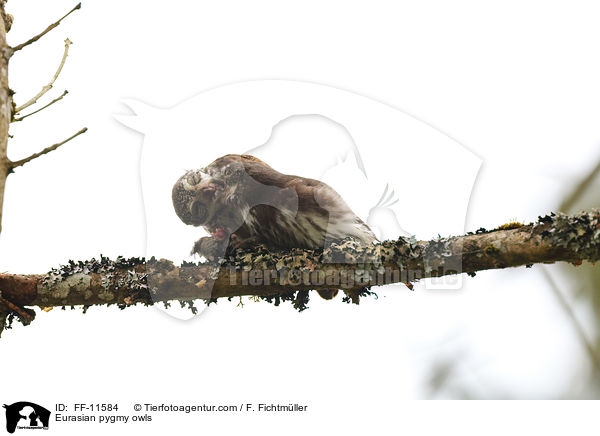 Sperlingskuze / Eurasian pygmy owls / FF-11584