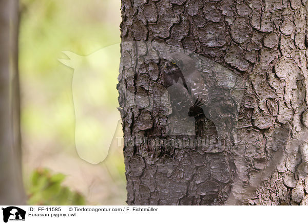 Sperlingskauz / Eurasian pygmy owl / FF-11585