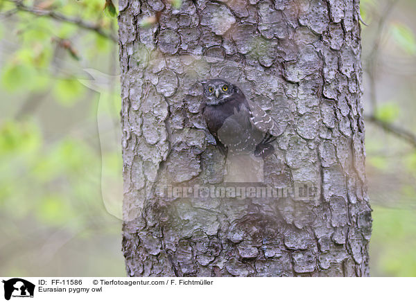 Sperlingskauz / Eurasian pygmy owl / FF-11586