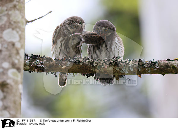 Sperlingskuze / Eurasian pygmy owls / FF-11587