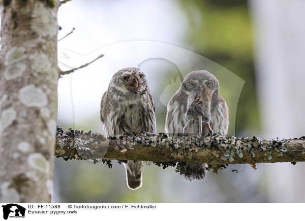 Sperlingskuze / Eurasian pygmy owls / FF-11588