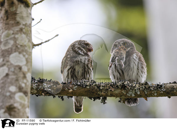 Sperlingskuze / Eurasian pygmy owls / FF-11590