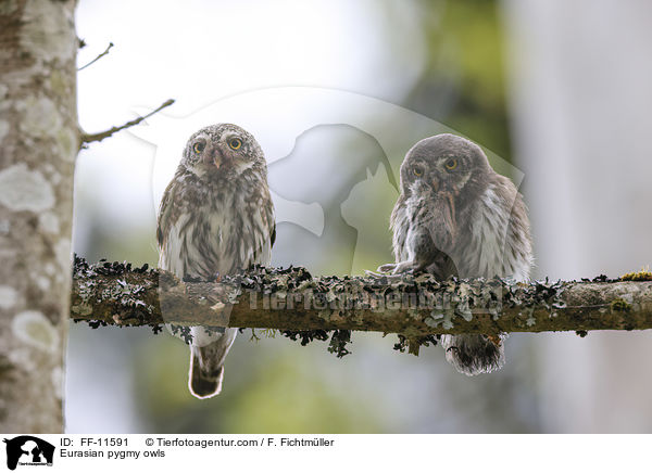 Sperlingskuze / Eurasian pygmy owls / FF-11591