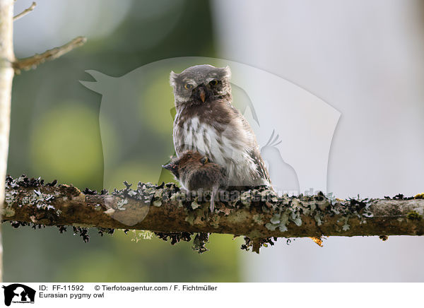Sperlingskauz / Eurasian pygmy owl / FF-11592