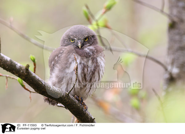 Sperlingskauz / Eurasian pygmy owl / FF-11593