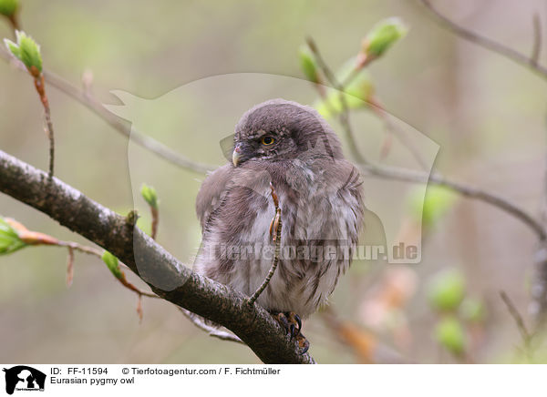 Sperlingskauz / Eurasian pygmy owl / FF-11594