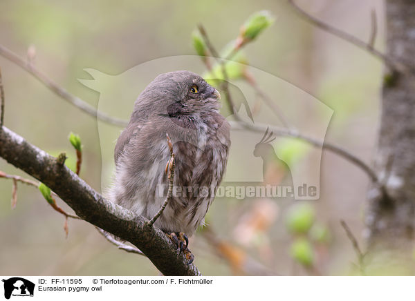 Sperlingskauz / Eurasian pygmy owl / FF-11595
