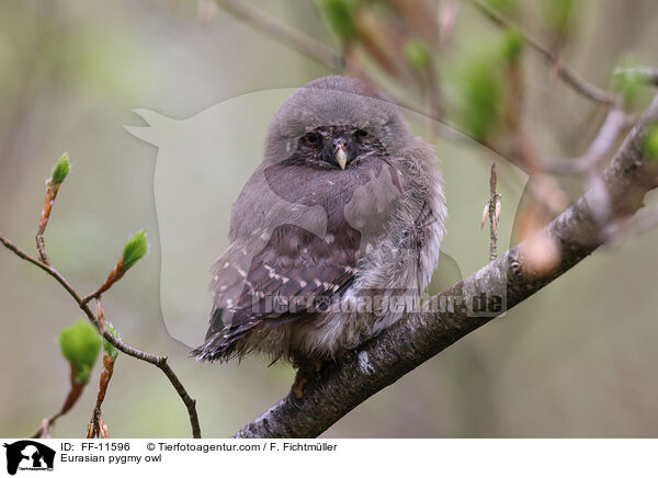 Sperlingskauz / Eurasian pygmy owl / FF-11596