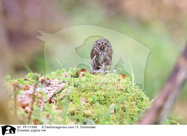 Sperlingskauz / Eurasian pygmy owl / FF-11598