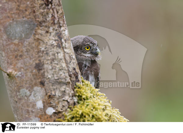 Sperlingskauz / Eurasian pygmy owl / FF-11599