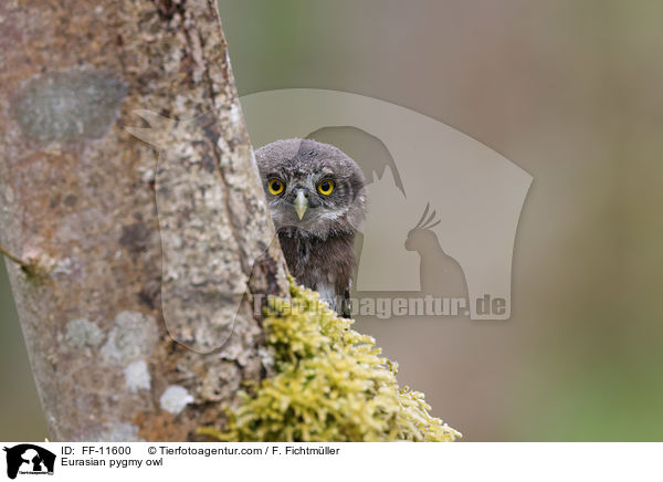 Sperlingskauz / Eurasian pygmy owl / FF-11600
