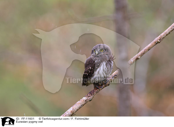 Eurasian pygmy owl / FF-11601