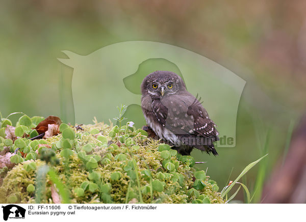Sperlingskauz / Eurasian pygmy owl / FF-11606