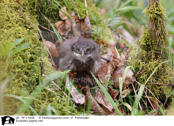 Sperlingskauz / Eurasian pygmy owl / FF-11608