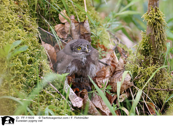 Sperlingskauz / Eurasian pygmy owl / FF-11609