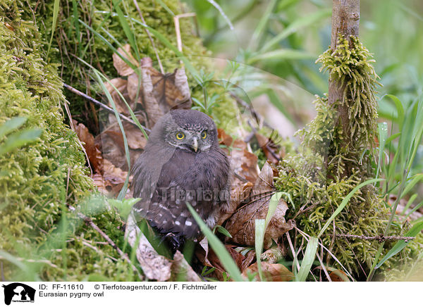 Sperlingskauz / Eurasian pygmy owl / FF-11610