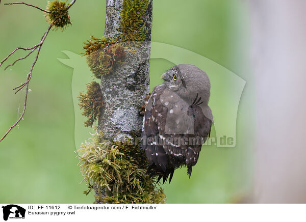 Sperlingskauz / Eurasian pygmy owl / FF-11612