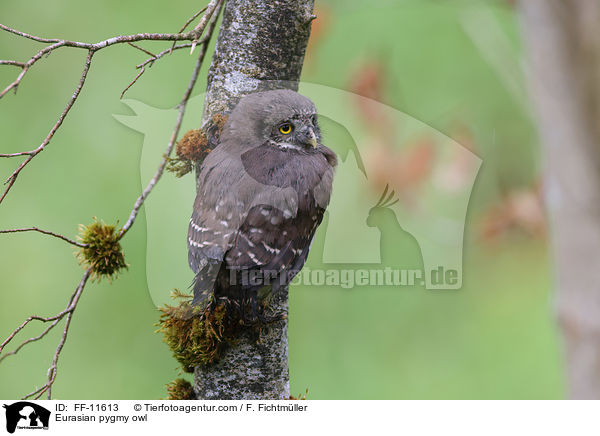 Sperlingskauz / Eurasian pygmy owl / FF-11613