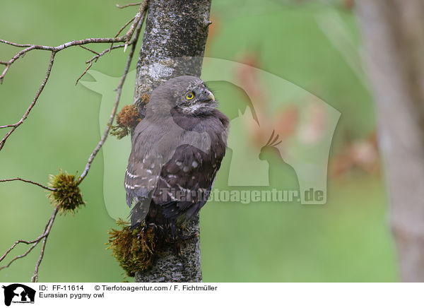 Sperlingskauz / Eurasian pygmy owl / FF-11614