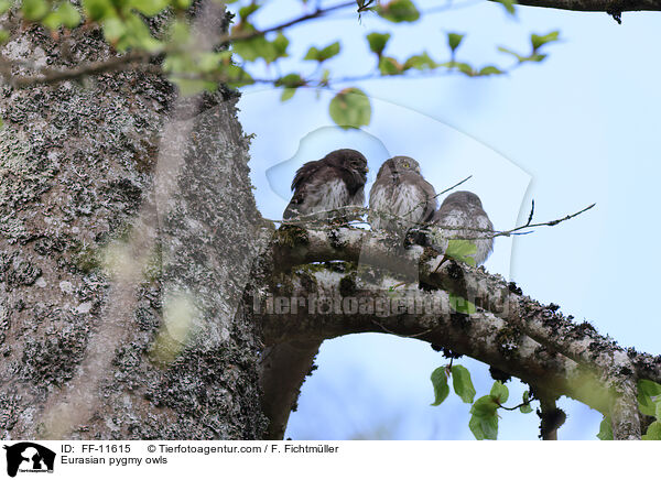 Sperlingskuze / Eurasian pygmy owls / FF-11615