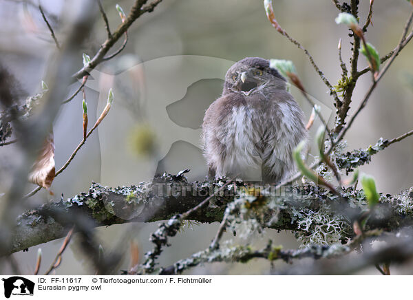 Sperlingskauz / Eurasian pygmy owl / FF-11617