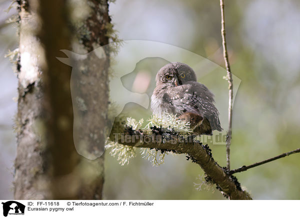 Sperlingskauz / Eurasian pygmy owl / FF-11618